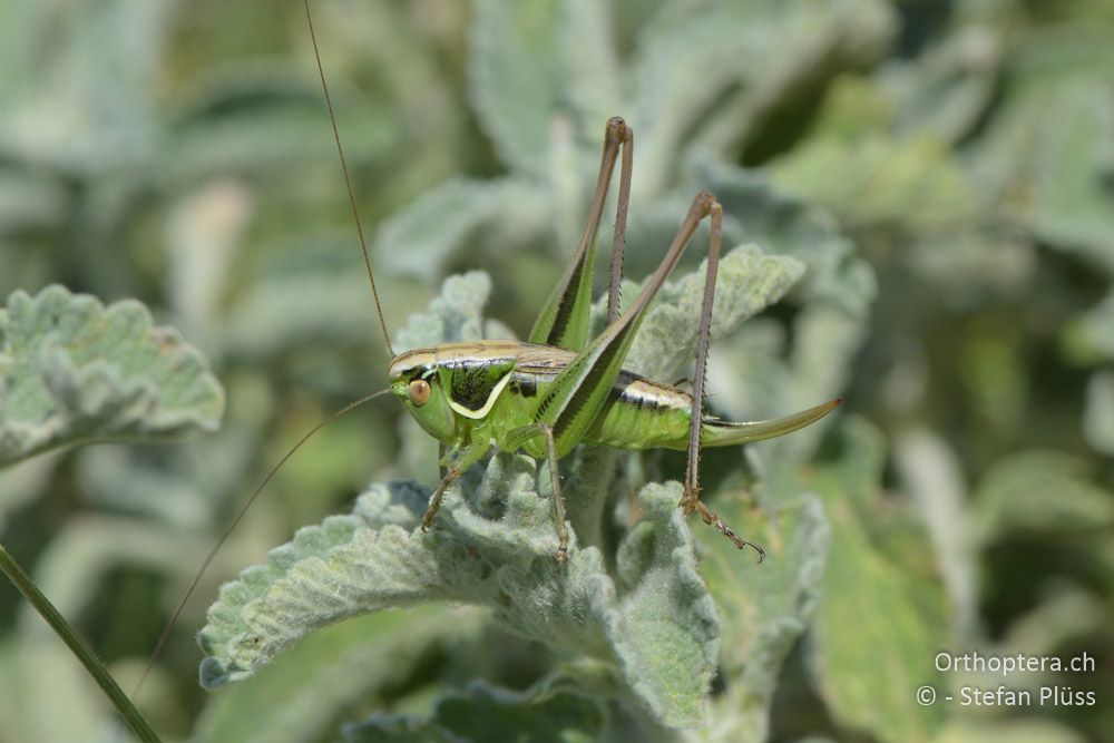 ♀ von Modestana modesta - HR, Istrien, Skitača, 24.06.2016
