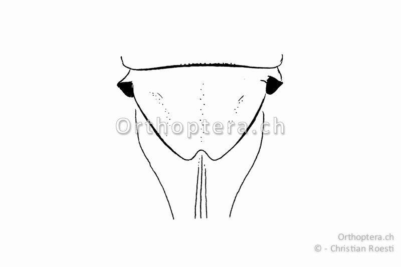 Subgenitalplatte von Metrioptera brachyptera ♀. Sie ist am Hinterrand nur leicht rundlich eingeschnitten.