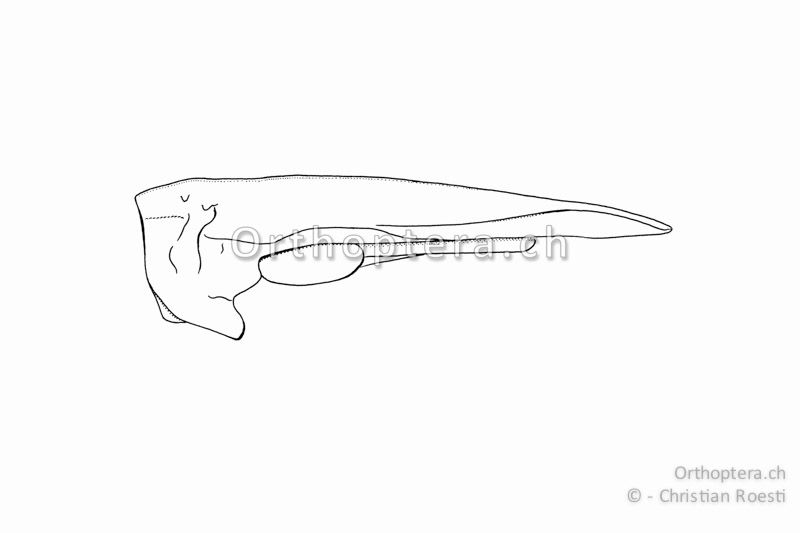 Halsschild und Flügel von Tetrix undulata ♀ von der Seite.