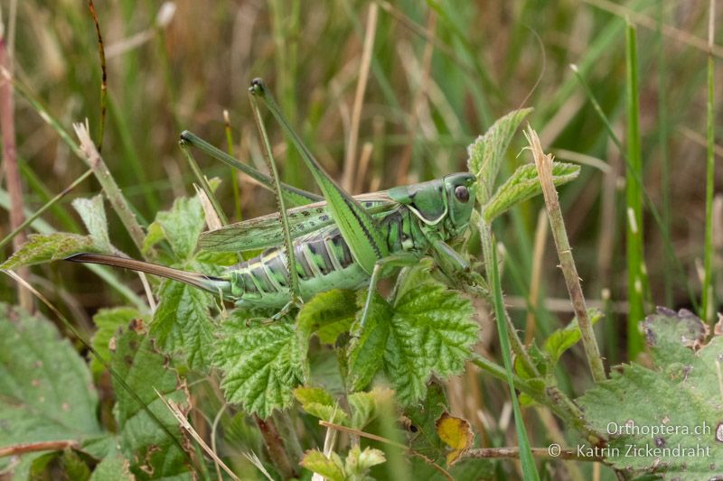Heideschrecke (Gampsocleis glabra) ♀ - AT, Niederösterreich, Ebergassing, 08.07.2018