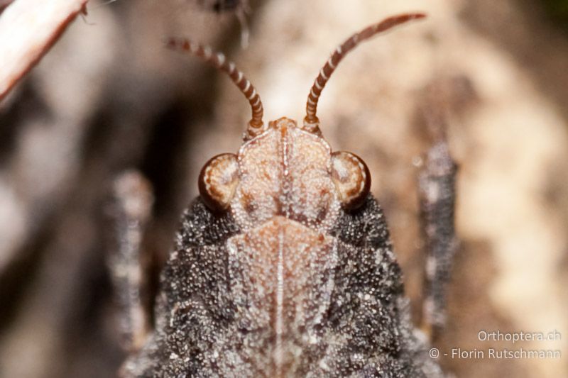 Vorderkörper von Tetrix bipunctata ♀ von oben. Der Halsschildrand ist spitz gegen den Kopf vorgezogen und der Stirngipfel ragt stumpfwinklig über die Augen hinaus - AT, Vorarlberg, Grosses Walsertal, 22.05.2010