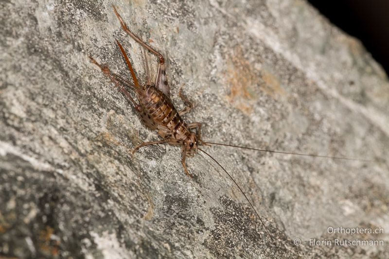 Gryllomorpha dalmatina ♀ - CH, TI, Agarone, 14.09.2012