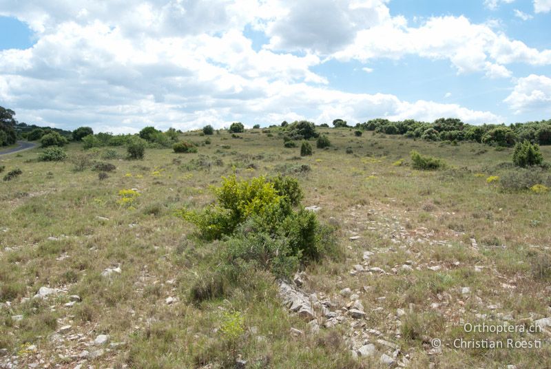 Steppe in einer Waldlichtung der Garrigue - FR, Hérault, Cournonterral, 01.06.2009