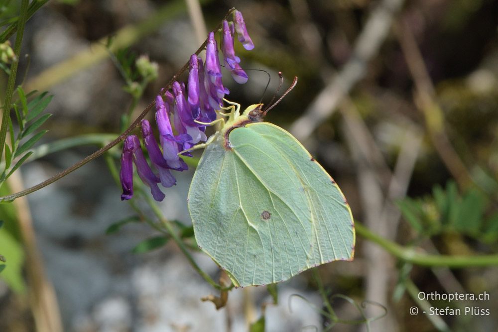 Gonepteryx rhamni - HR, Istrien, Sveti Petar u Šumi, 23.06.2016