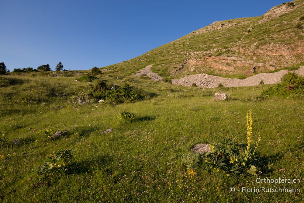 Weidelandschaft im Abendlicht - GR, Thessalien, Pindos-Gebirge, 23.06.2015