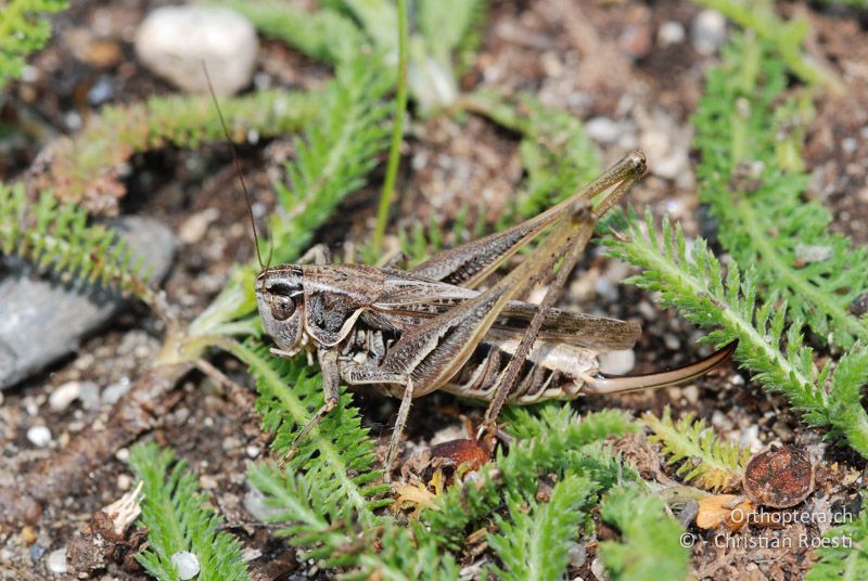 Montana montana ♀ - AT, Niederösterreich, Pischelsdorfer Wiesen, 26.06.2008