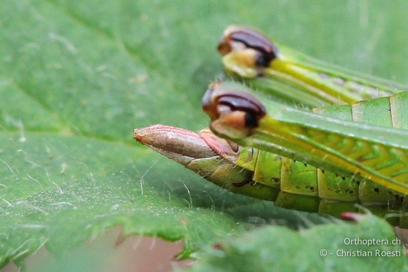 Hinterleibsende von Odontopodisma decipiens insubrica ♀. Die Legeröhrenklappen sind lang und schlank - CH, TI, Mt. Generoso, 13.09.2012