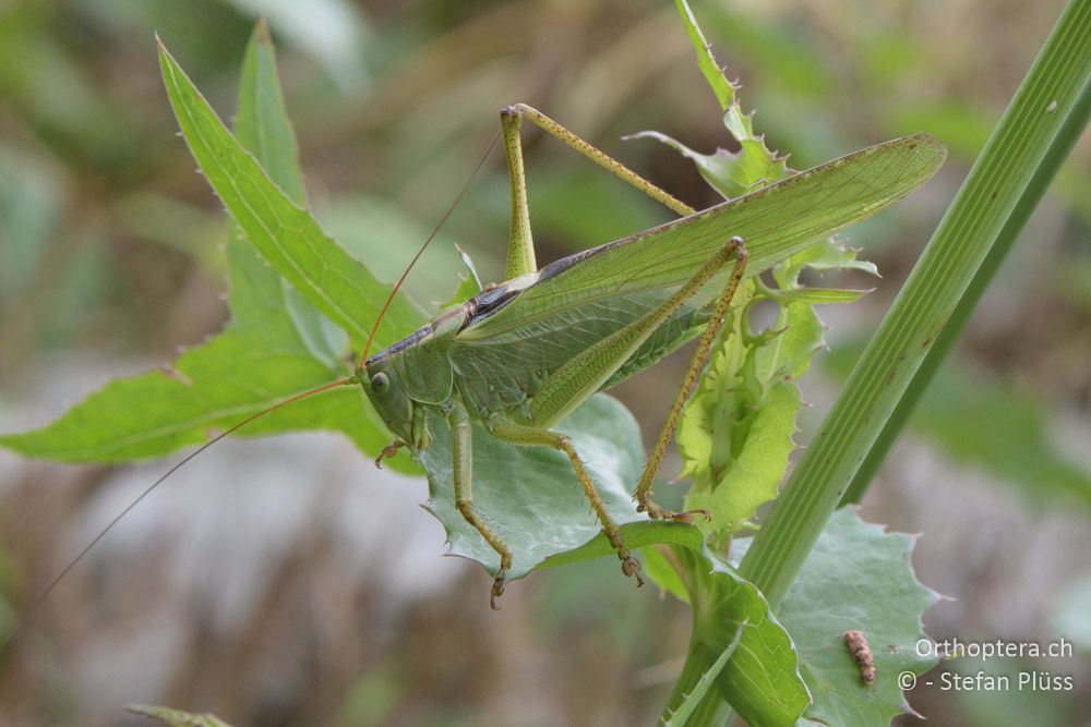 ♂ von Tettigonia viridissima - HR, Istrien, Mutvoran, 20.06.2016