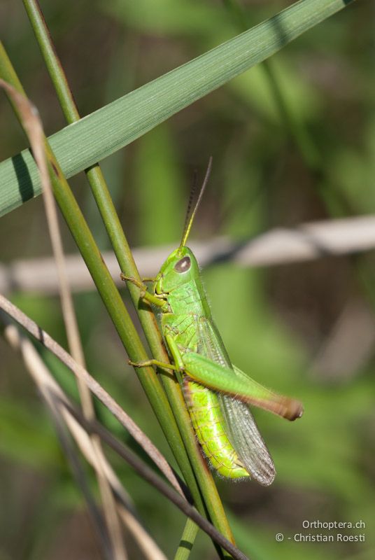 Chorthippus jucundus, Männchen, singend