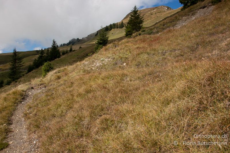 Wechselfeuchter Südhang mit dichter Vegetation aber auch mit offenen Bodenstellen - AT, Vorarlberg, Grosses Walsertal, 28.09.2012
