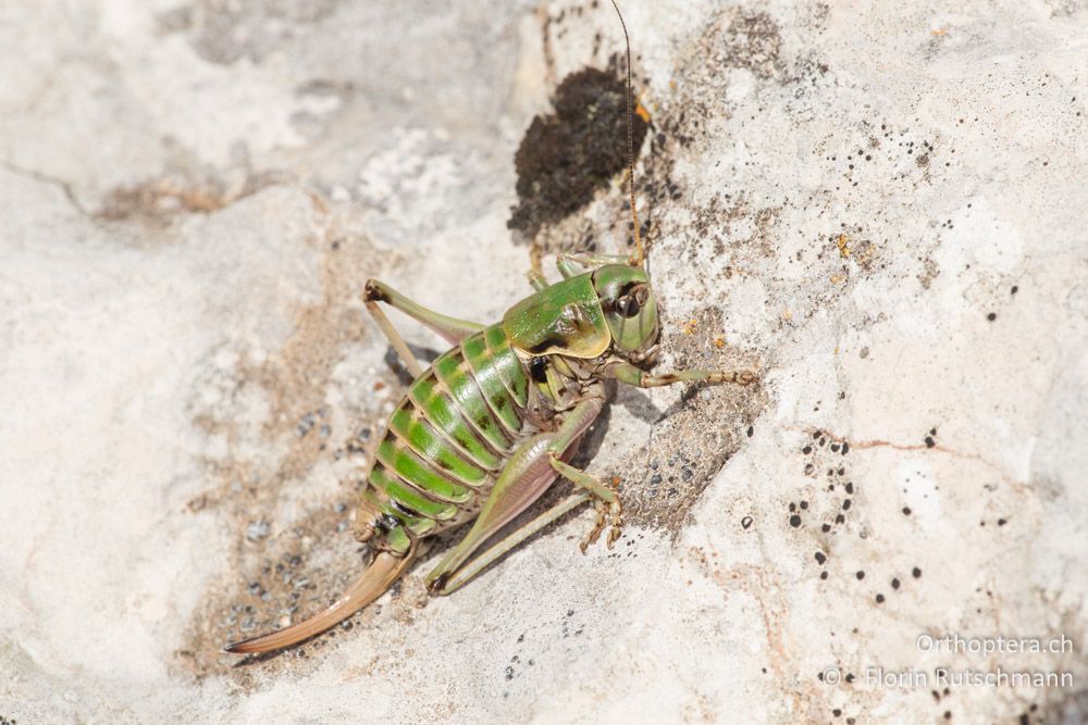 Anonconotus sibyllinus ♀ - IT, Marken, Sibyllini-Gebirge, 09.10.2014