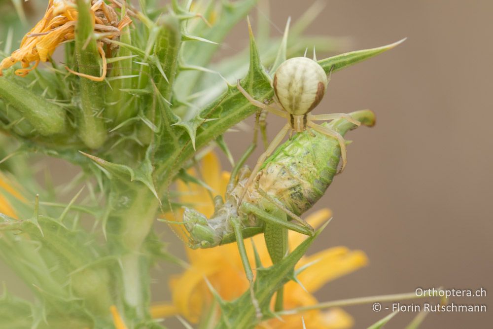 Poecilimon veluchianus ♀ in den Fängen einer Veränderlichen Krabbenspinne - GR, Thessalien, Mt. Ossa, 20.06.2015