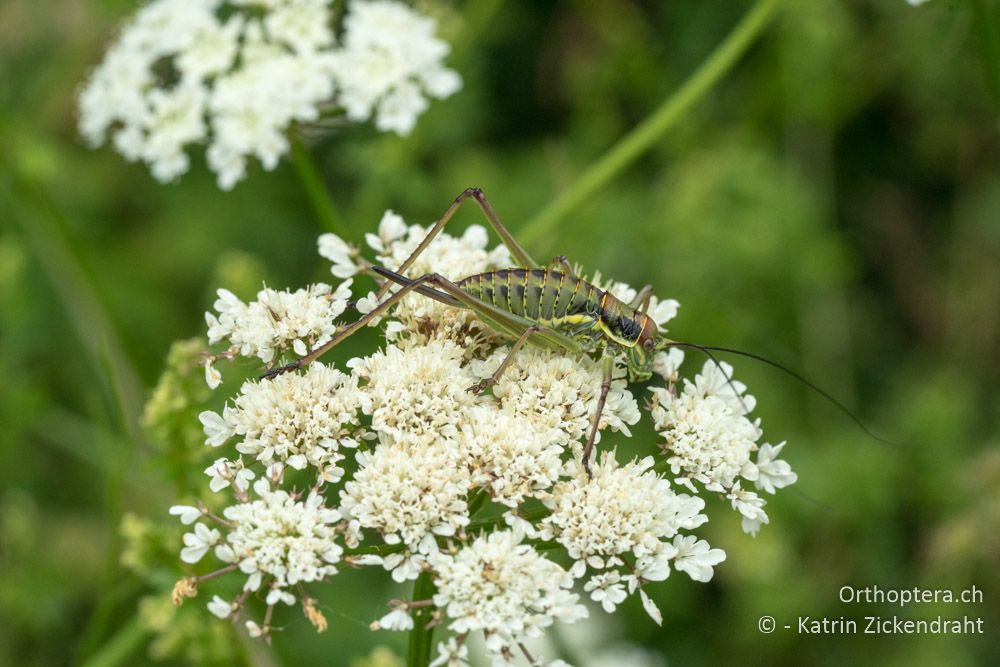 Ephippiger discoidalis ♀, Larve - HR, Istrien, Mutvoran, 20.06.2016