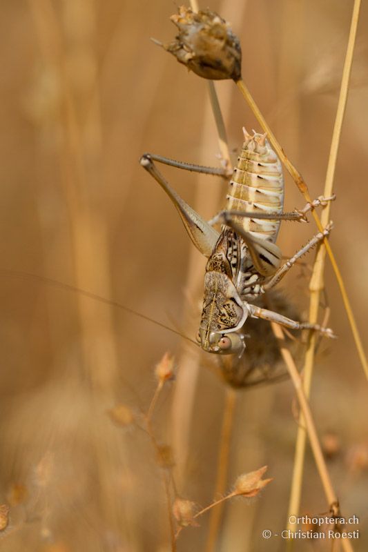 Eines meiner persönlichen Highlights. Ein Männchen der Heideschrecke Gampsocleis abbreviata - Elassona, 17.07.2012