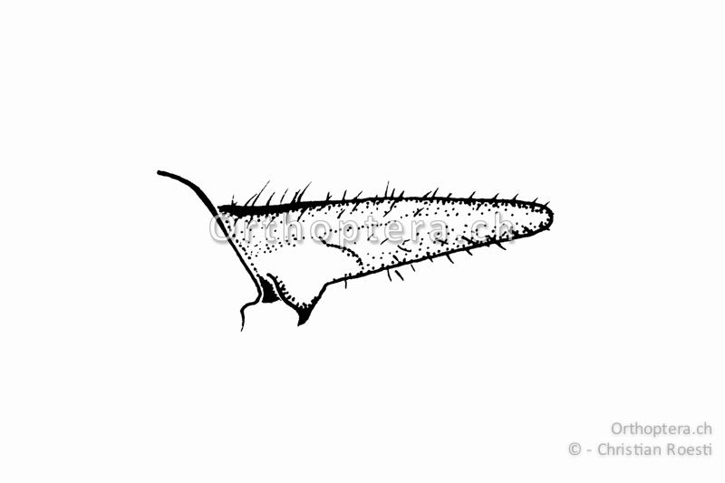 Rechter Cercus von Gampsocleis glabra ♂ von innen. Der Innenzahn befindet sich an der Basis.