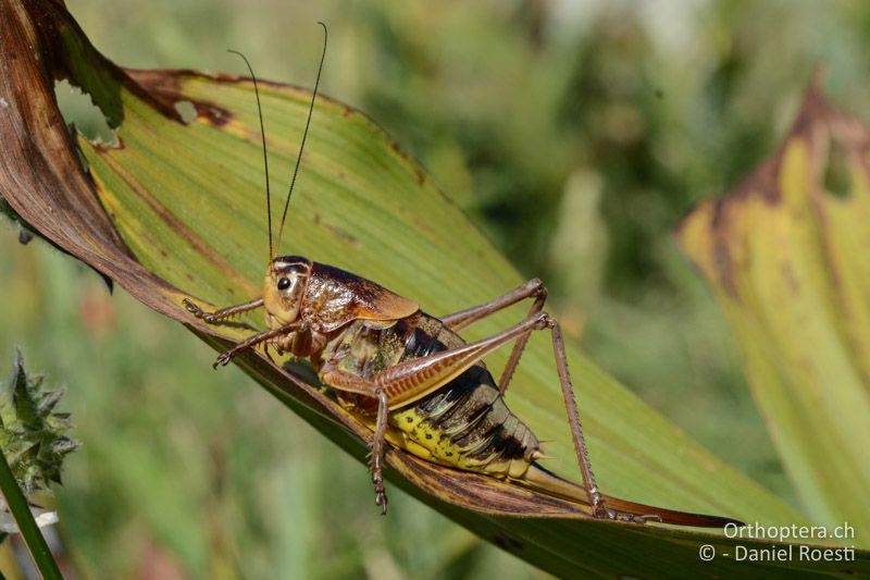 Psorodonotus macedonicus ♀ - GR, Westmakedonien, Pisoderi, 13.07.2017