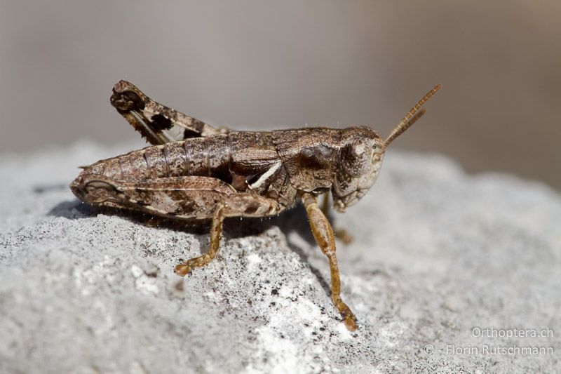 Pezotettix giornae ♂ - IT, Abruzzen, Palena, 11.10.2011