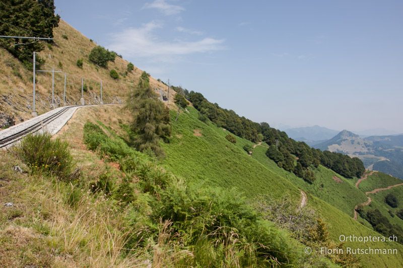 Adlerfarnflur - CH, TI, Mt. Generoso, 03.08.2013
