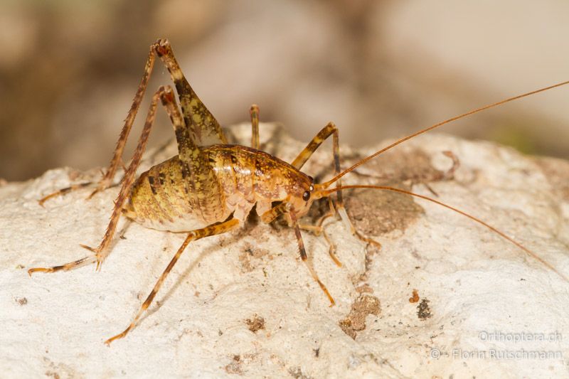 Troglophilus neglectus ♂ - HR, Istrien, Pazin, 12.06.2014