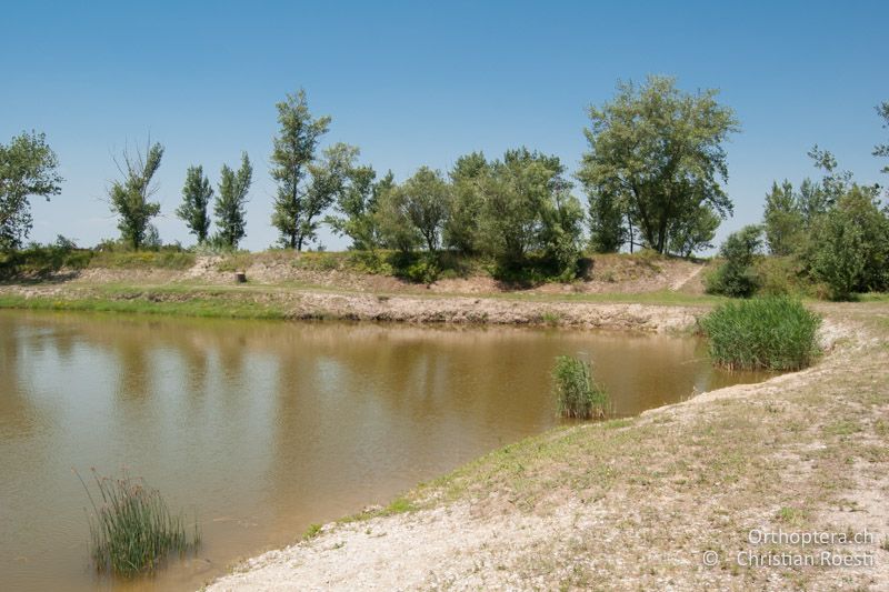 Künstlicher Fischteich, Lebensraum der beiden Xya-Arten - AT, Burgenland, Apetlon, Rosaliakapelle, 30.06.2010