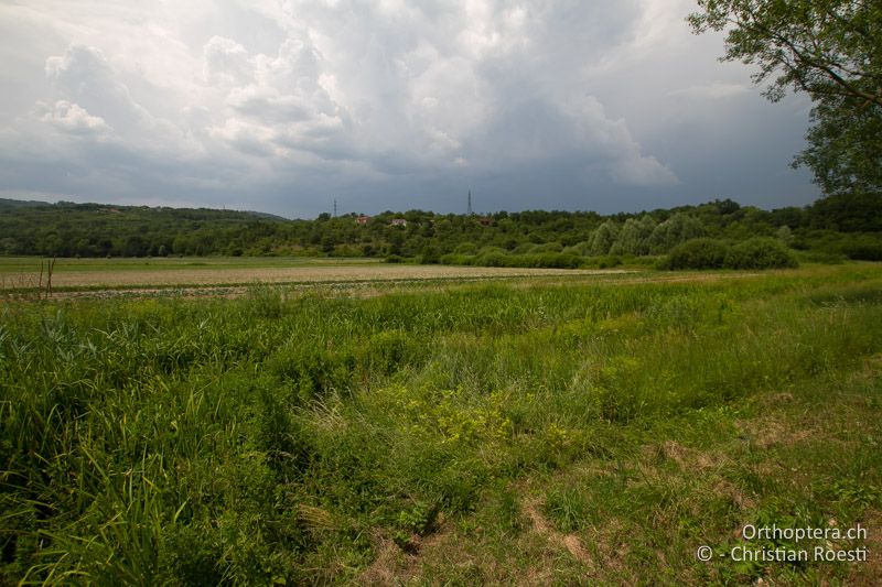 Feuchter Graben entlang einer Strasse - HR, Istrien, Potpićan, 12.06.2014