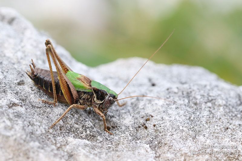 Metrioptera prenjica ♂ - SLO, Gorenjska, Mt. Vogel, 19.09.2016