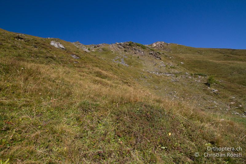 Bergwiesen - AT, Kärnten, Grossglockner Nationalpark, Heiligenblut, 21.09.2016