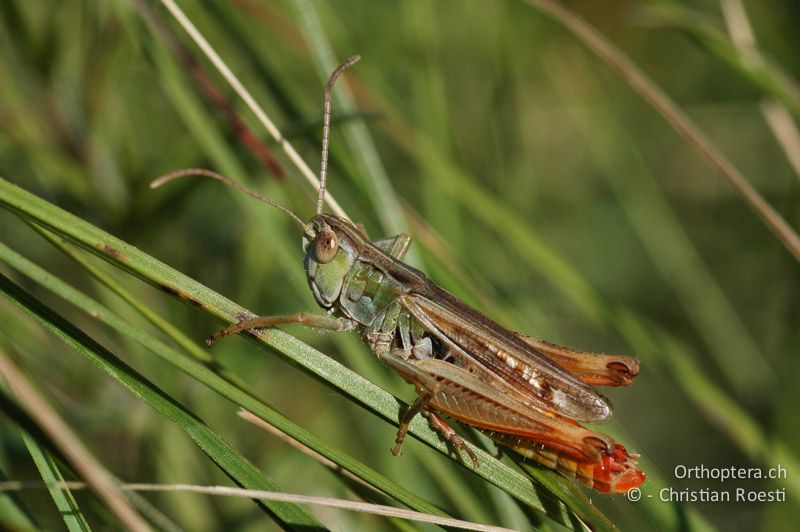 Stenobothrus nigromaculatus ♂. Die leicht verdickten und gebogenen Fühlerspitzen sind schön zu sehen - CH, VS, Turtmann, 13.07.2007