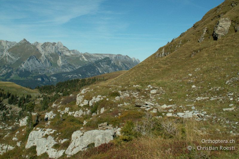 Mit Felsbändern durchsetzte Alpweide an der Endstation der Gamserrugg Sesselbahn - CH, SG, Gamserrugg, 05.09.2010