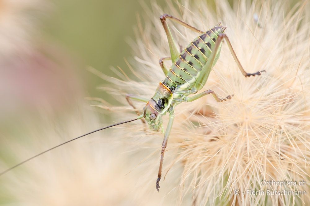Nymphe der Balkan-Sattelschrecke (Ephippiger discoidalis) ♂ - HR, Istrien, Mutvoran, 20.06.2016