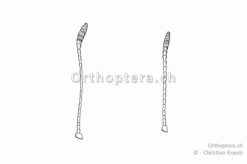 Fühler von Gomphocerus sibiricus, links vom ♂ rechts vom ♀. Sie sind vor allem beim ♂ stark keulenförmig erweitert und im Unterschied zu Gomphocerippus rufus einfarbig dunkel.