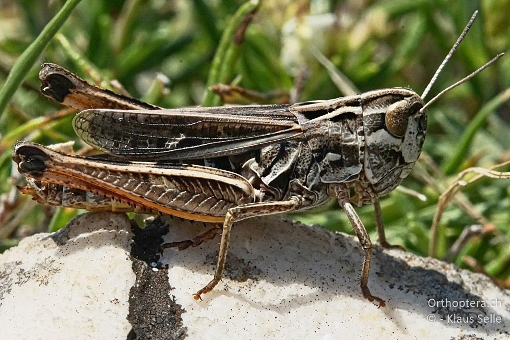 Bunter Alpengrashüpfer (Stenobothrus rubicundulus) - HR, Istrien, Skitača, 24.06.2016