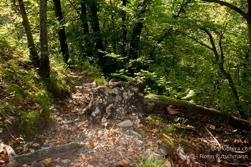 Buchenmischwald mit Totholz als Eiablagestelle - CH, AG, Untersiggenthal, 01.10.2011