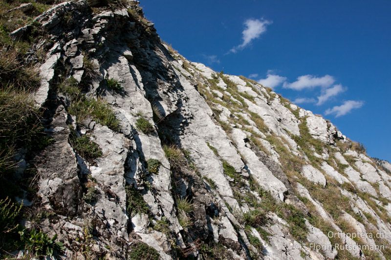 Strukturreiche, südwestlich ausgerichtete Felswand - CH, BE, Bäderhore, 08.09.2012