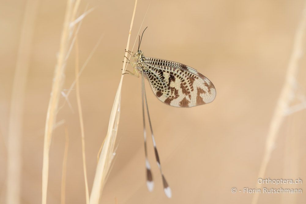 Fadenhaft Nemoptera sinuata - GR, Thessalien, Larissa, 18.06.2015