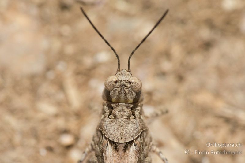 Abgerundeter Halsschild-Hinterrand von Acrotylus patruelis ♀ - GR, Epirus, Igoumenitsa, 28.06.2019