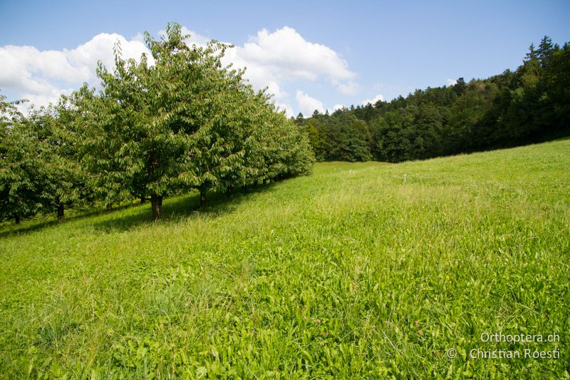 Frische, intensiv bewirtschaftete Wiese - CH, BL, Diegten, 14.08.2013