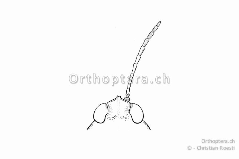 Kopf und rechter Fühler von Tetrix subulata ♀, von oben. Der Stirngipfel ragt winklig nach vorne über die Augen. Der Abstand zwischen den Augen ist ca. 1,5x so breit wie ein Auge.