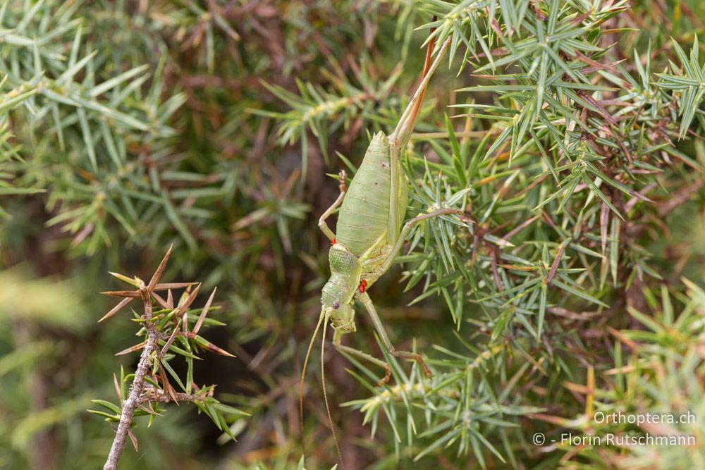 Ephippiger perforatus ♀ - IT, Marken, Fabriano, 06.10.2014