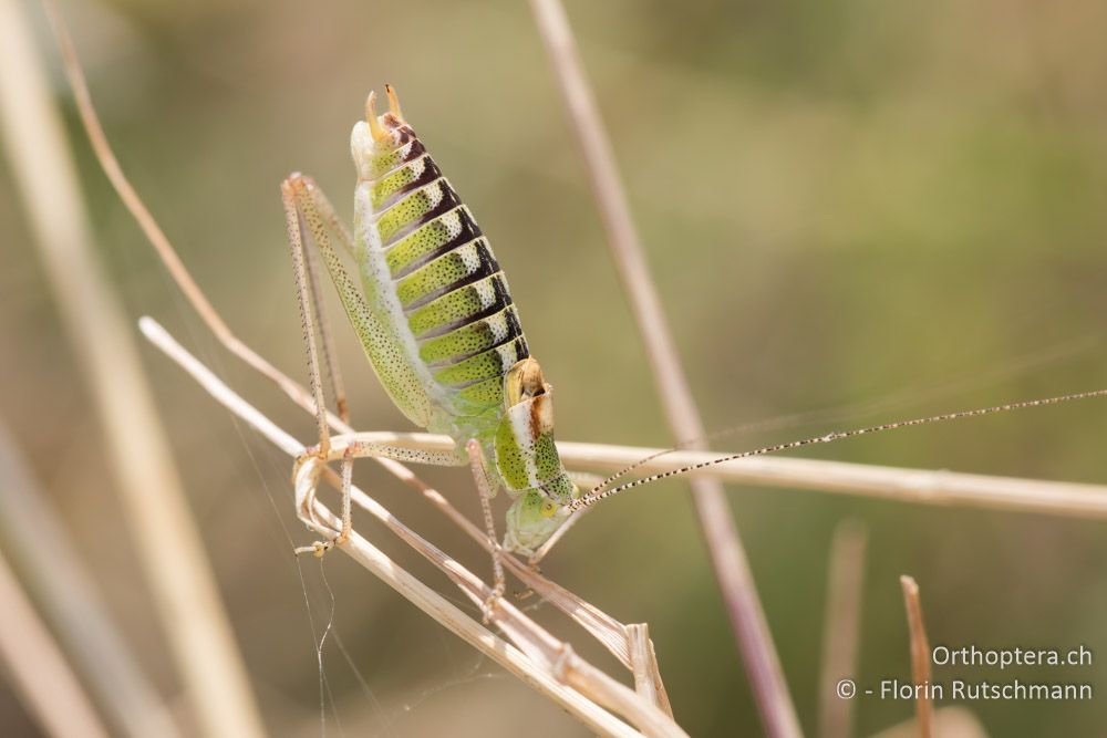 Poecilimon veluchianus ♂ - GR, Mittelgriechenland, Molos, 13.06.2015