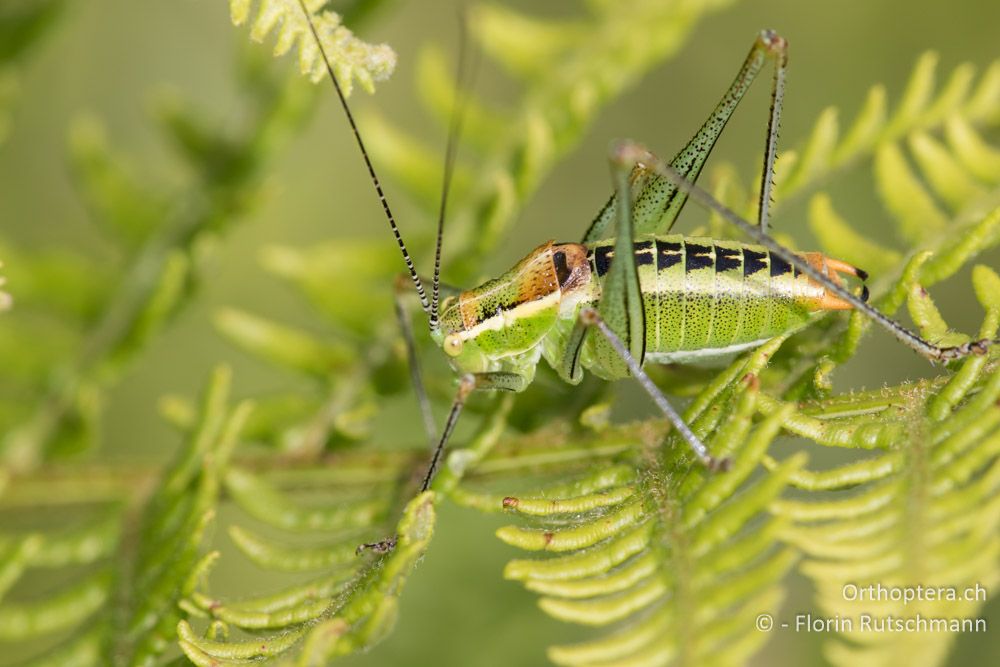 Poecilimon jonicus lobulatus ♂ - GR, Thessalien, Pindos-Gebirge, 23.06.2015