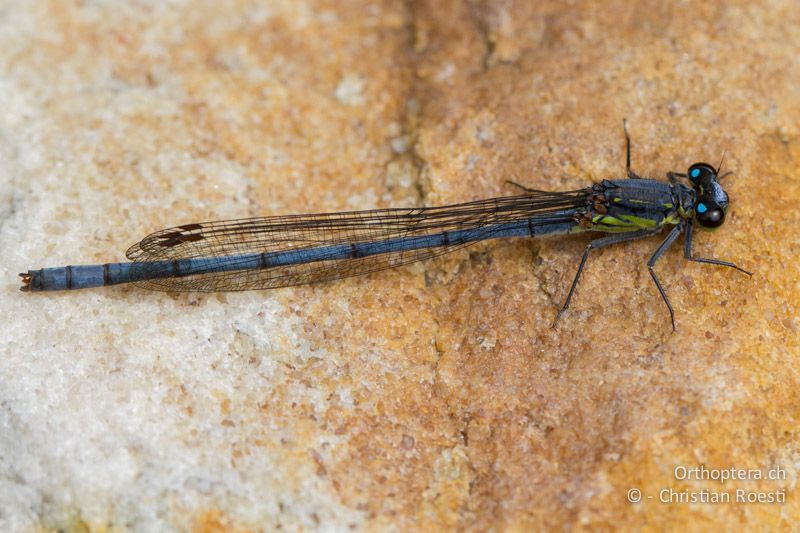 Pseudagrion spernatum, Natal Sprite ♂ - SA, Mpumalanga, Dullstroom, Field & Stream Lodge, 12.01.2015