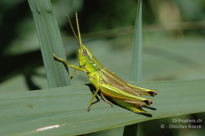 Chrysochraon dispar ♂ - CH, VS, Sierre, 01.08.2007