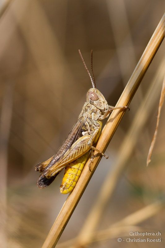 Männchen von Omocestus minutus - Appolonia, 10.07.2012