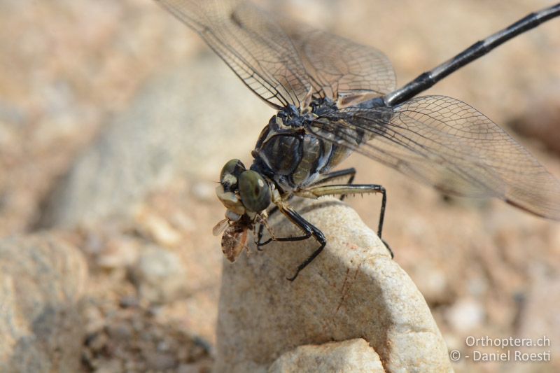 Lindenia tetraphylla ♂ frisst Fliege - GR, Zentralmakedonien, Volvi-See, 04.07.2017