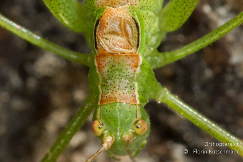 Halsschild- und Flügelzeichnung von Leptophyes punctatissima ♂ - GR, Thessalien, Meteora, 14.07.2013