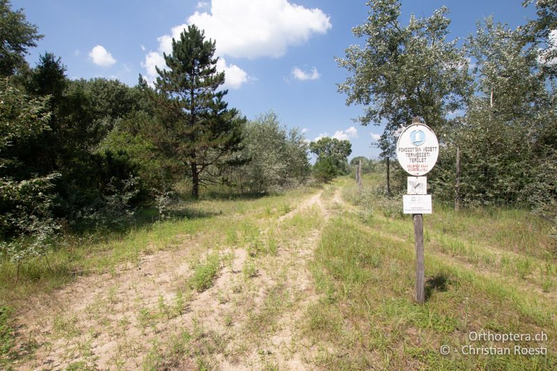 Lückig bewachsener Sandweg - HU, Südliche Grosse Tiefebene, Bugac, 08.07.2016