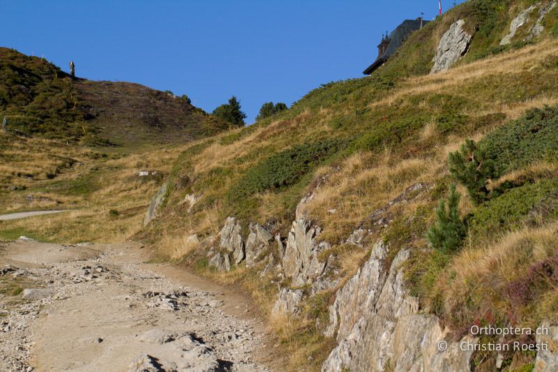 Zwergstrauchheiden, die in erdige, steinige Partien übergehen (Wegböschung) - CH, VS, Riederalp, 23.09.2013