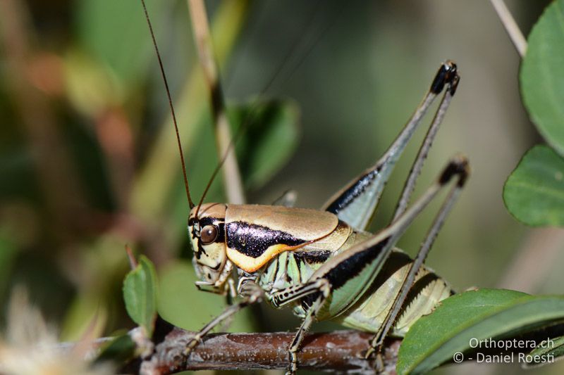 Eupholidoptera smyrnensis ♂ - GR, Zentralmakedonien, Mt. Hortiatis, 04.07.2017