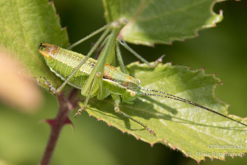 Poecilimon jonicus lobulatus ♂ - GR, Thessalien, Pindos-Gebirge, 23.06.2015